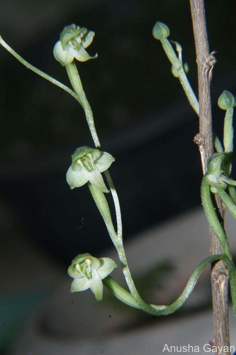 Habenaria reniformis (D.Don) Hook.f.